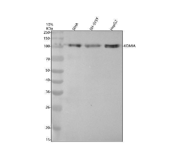 m00532 1 kdm1a primary antibodies wb testing 1