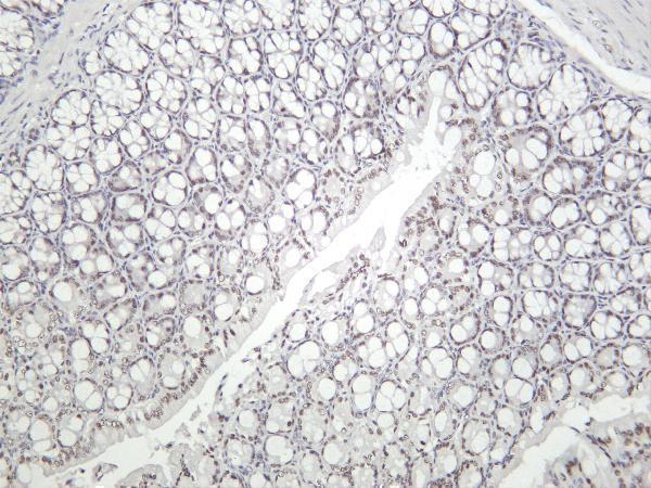 m00532 3 kdm1a primary antibodies ihc testing 1