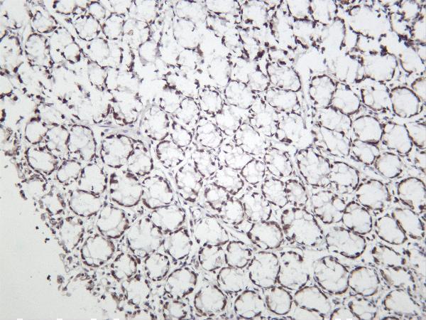 m00532 3 kdm1a primary antibodies ihc testing 2
