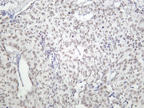 m00532 3 kdm1a primary antibodies ihc testing 4