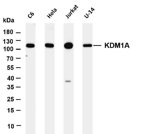 m00532 3 kdm1a primary antibodies wb testing 1