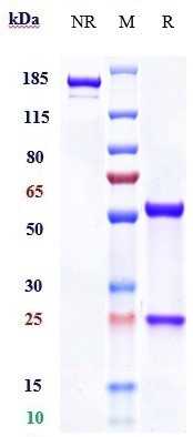 Anti-VEGFR1/FLT1 Reference Antibody (icrucumab) on SDS-PAGE under reducing (R) condition
