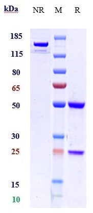 Anti-VEGFR1/FLT1 Reference Antibody (Abbott patent anti-Flt1) on SDS-PAGE under reducing (R) condition
