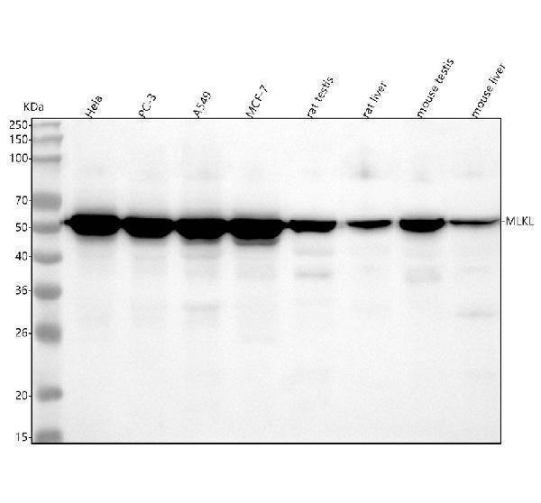  Western blot analysis of MLKL using anti-MLKL antibody (M00535-1)
