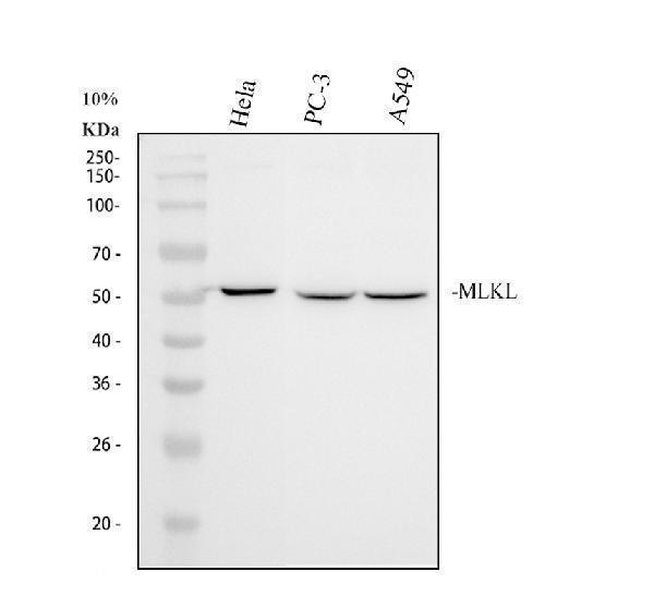 Western blot analysis of MLKL using anti-MLKL antibody (M00535)