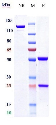 Anti-F9/Factor IX Reference Antibody (emicizumab) on SDS-PAGE under reducing (R) condition