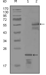 Western Blot analysis using ErbB-3 Monoclonal Antibody against truncated Trx-ErbB-3 recombinant protein (1) and MBP-ErbB-3 (aa1175-1275) recombinant protein (2)