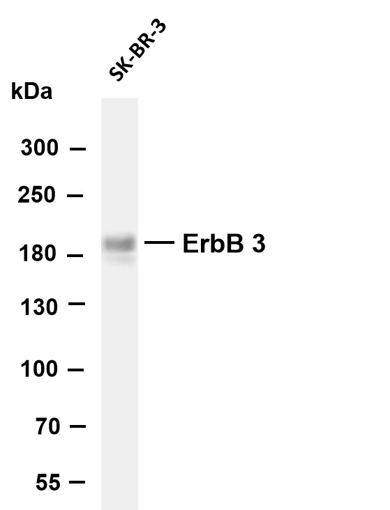 Various whole cell lysates were separated by 4-8% SDS-PAGE, and the membrane was blotted with anti-ErbB-3 antibody