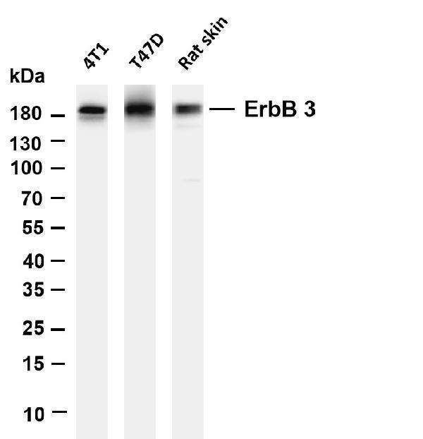 Various whole cell lysates were separated by 4-20% SDS-PAGE, and the membrane was blotted with anti-ErbB-3 antibody