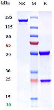 Anti-ERBB3/HER3 Reference Antibody (patritumab) on SDS-PAGE under reducing (R) condition