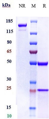 Anti-ERBB3/ HER3 Reference Antibody (patritumab deruxtecan) on SDS-PAGE under reducing (R) condition