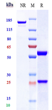 Anti-ERBB3/HER3 Reference Antibody (barecetamab) on SDS-PAGE under reducing (R) condition