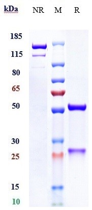 Anti-ERBB3/HER3 Reference Antibody (seribantumab) on SDS-PAGE under reducing (R) condition