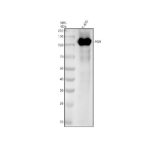 Western blot analysis of PGR using anti-PGR antibody (M00541-1)