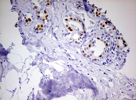 m00541 4 anti progesterone receptor pgr mouse monoclonal antibody clone id oti4b3 ihc testing 4