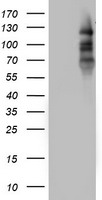 m00541 4 anti progesterone receptor pgr mouse monoclonal antibody clone id oti4b3 wb testing 1