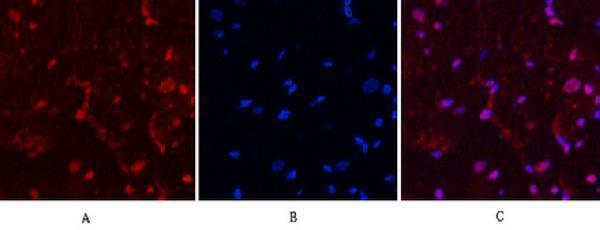 Anti-Macrosialin CD68 Monoclonal Antibody