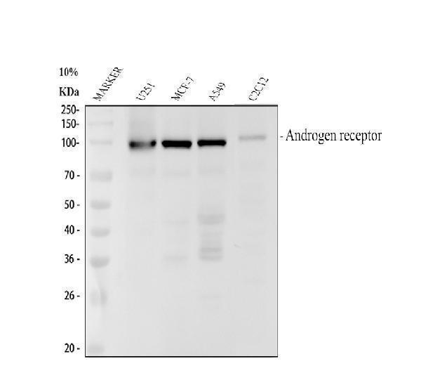 m00542 2 ar primary antibodies wb testing 1