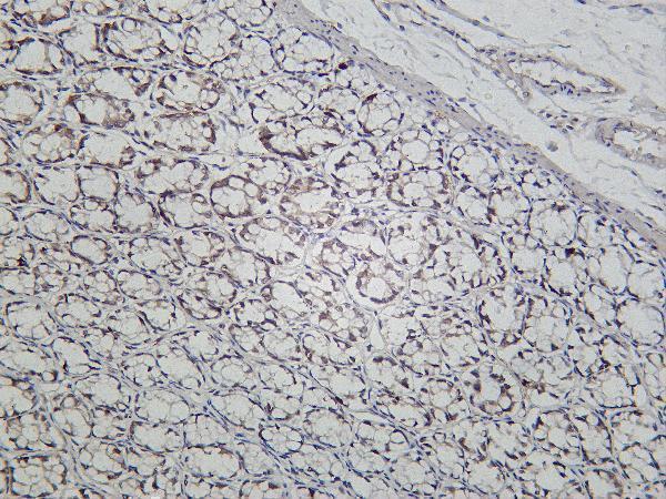 Rat colon was stained with Anti-Cyclin E1 rabbit antibody