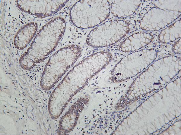 Human colon was stained with Anti-Cyclin E1 rabbit antibody
