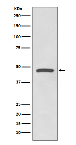 Western blot analysis of Cyclin E1 expression in  HeLa cell lysate