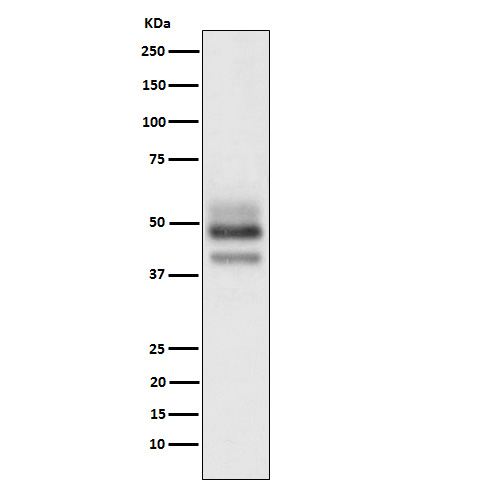 Western blot analysis of SKP2 expression in HeLa cell lysate