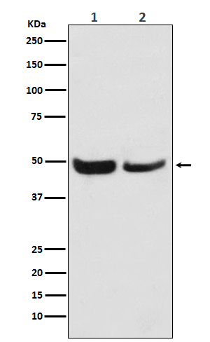 Western blot analysis of SKP2 expression in (1) Jurkat cell lysate; (2) NIH/3T3 cell lysate