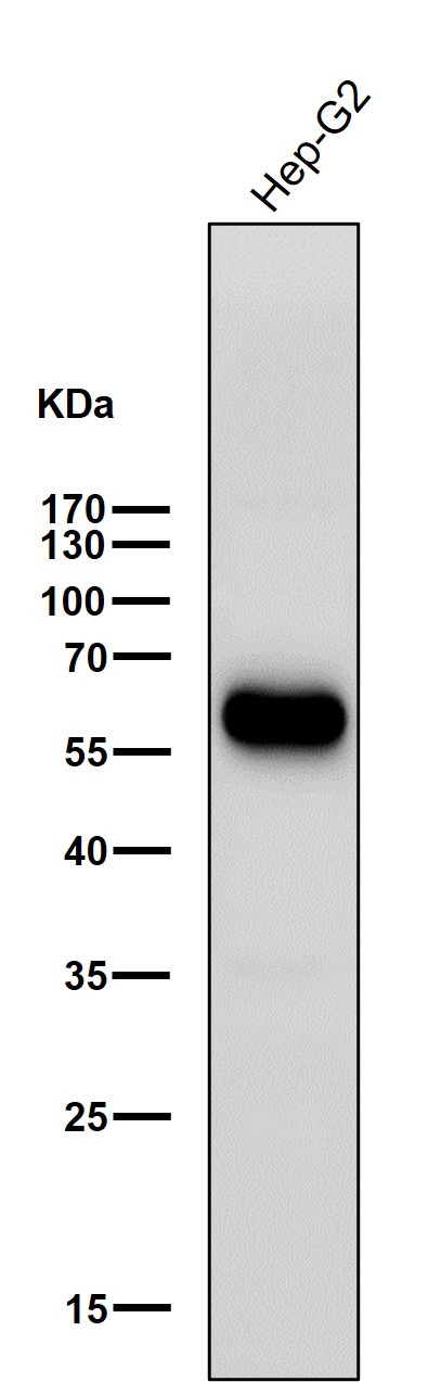 All lanes use the Antibody at 1:3K dilution for 1 hour at room temperature
