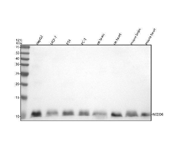  Western blot analysis of NEDD8 using anti-NEDD8 antibody (M00547)
