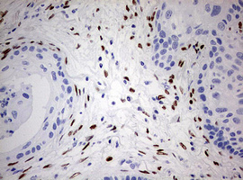 m00548 1 anti areb6 zeb1 mouse monoclonal antibody clone id oti3g6 ihc testing 4