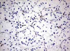 m00548 1 anti areb6 zeb1 mouse monoclonal antibody clone id oti3g6 ihc testing 9