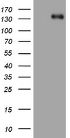 HEK293T cells were transfected with the pCMV6-ENTRY control (Left lane) or pCMV6-ENTRY ZEB1 (Right lane) cDNA for 48 hrs and lysed