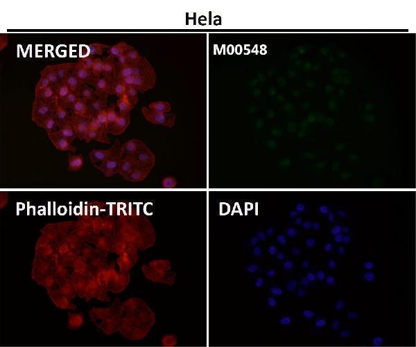 Immunofluorescent analysis using the Antibody at 1:50 dilution