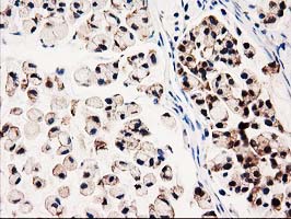 m00551 anti gale mouse monoclonal antibody clone id oti1c4 ihc testing 10