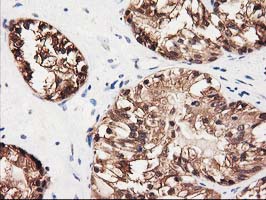 m00551 anti gale mouse monoclonal antibody clone id oti1c4 ihc testing 4
