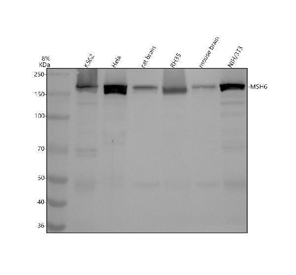 Western blot analysis of MSH6 using anti-MSH6 antibody (M00553)