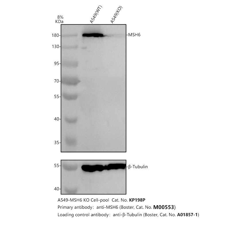 m00553 msh6 primary antibodies wb testing 2