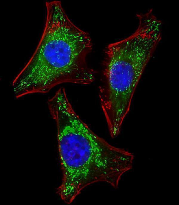 Immunofluorescent analysis of 4% paraformaldehyde-fixed, 0