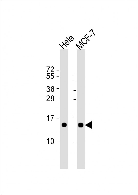 All lanes : Anti-ISG15 Antibody (N-term)) at 1:8000 dilutionLane 1: Hela whole cell lysateLane 2: MCF-7 whole cell lysateLysates/proteins at 20 µg per lane