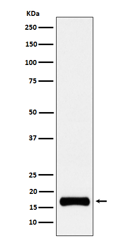Western blot analysis of ISG15 expression in HeLa cell treated with 10 ng/ml IFN-a lysate