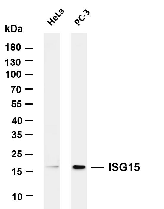 Various whole cell lysates were separated by 4-20% SDS-PAGE, and the membrane was blotted with anti-ISG15 antibody