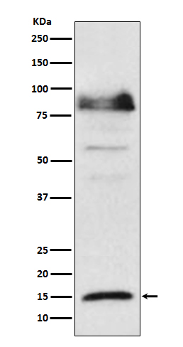 Western blot analysis of ISG15 expression in Hela cell lysate treated with IFN α