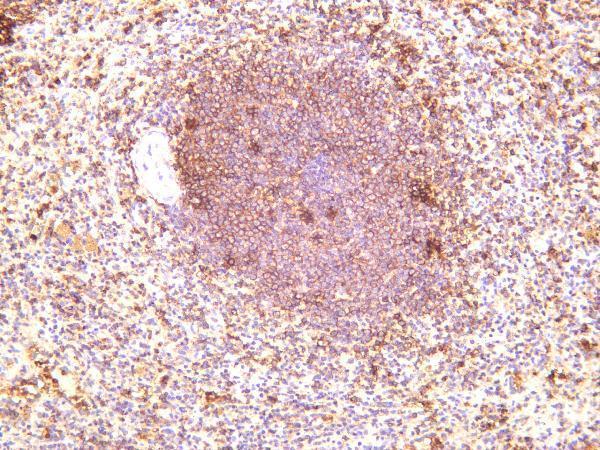 Human spleen was stained with anti-CD45 rabbit antibody
