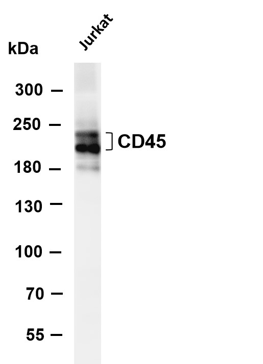 Various whole cell lysates were separated by 4-8% SDS-PAGE, and the membrane was blotted with anti-CD45 antibody
