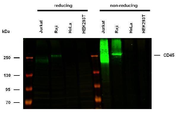 m00555 3 hu cd45 primary antibodies wb testing 1
