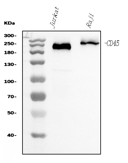  Western blot analysis of CD45 using anti-CD45 antibody (M00555-5)