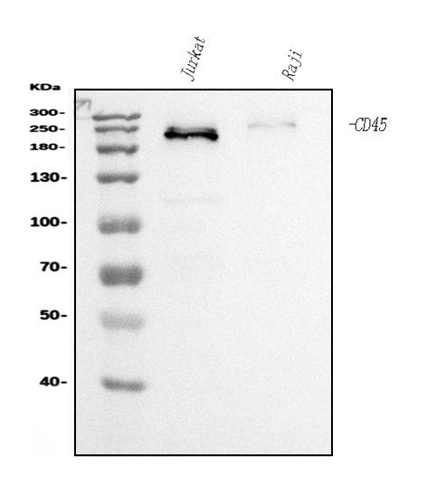 Western blot analysis of CD45 using anti-CD45 antibody (M00555-6)