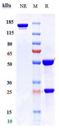 Anti-PTPRC/CD45 Reference Antibody (apamistamab) on SDS-PAGE under reducing (R) condition