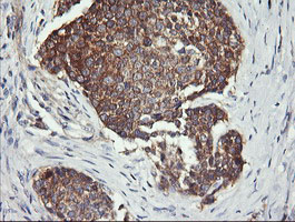 m00556 2 anti drp1 dnm1l mouse monoclonal antibody clone id oti4f6 ihc testing 4