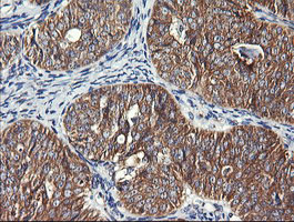 m00556 2 anti drp1 dnm1l mouse monoclonal antibody clone id oti4f6 ihc testing 5